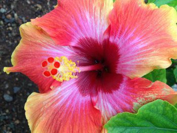 I Do Hawaiian Weddings – Specializing in Mirco Hawaiian Style Weddings